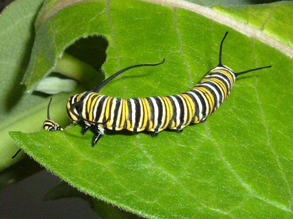What’s All the Buzz about Native Plants? Whitehouse